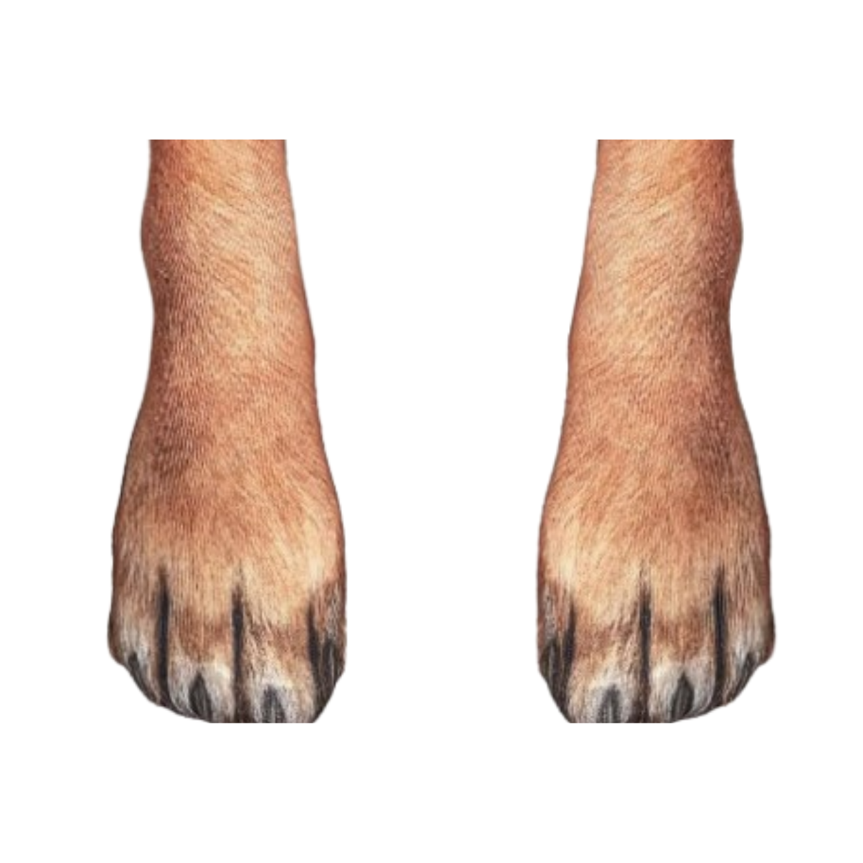 Blinky Bot™ Original Dog Paw Socks